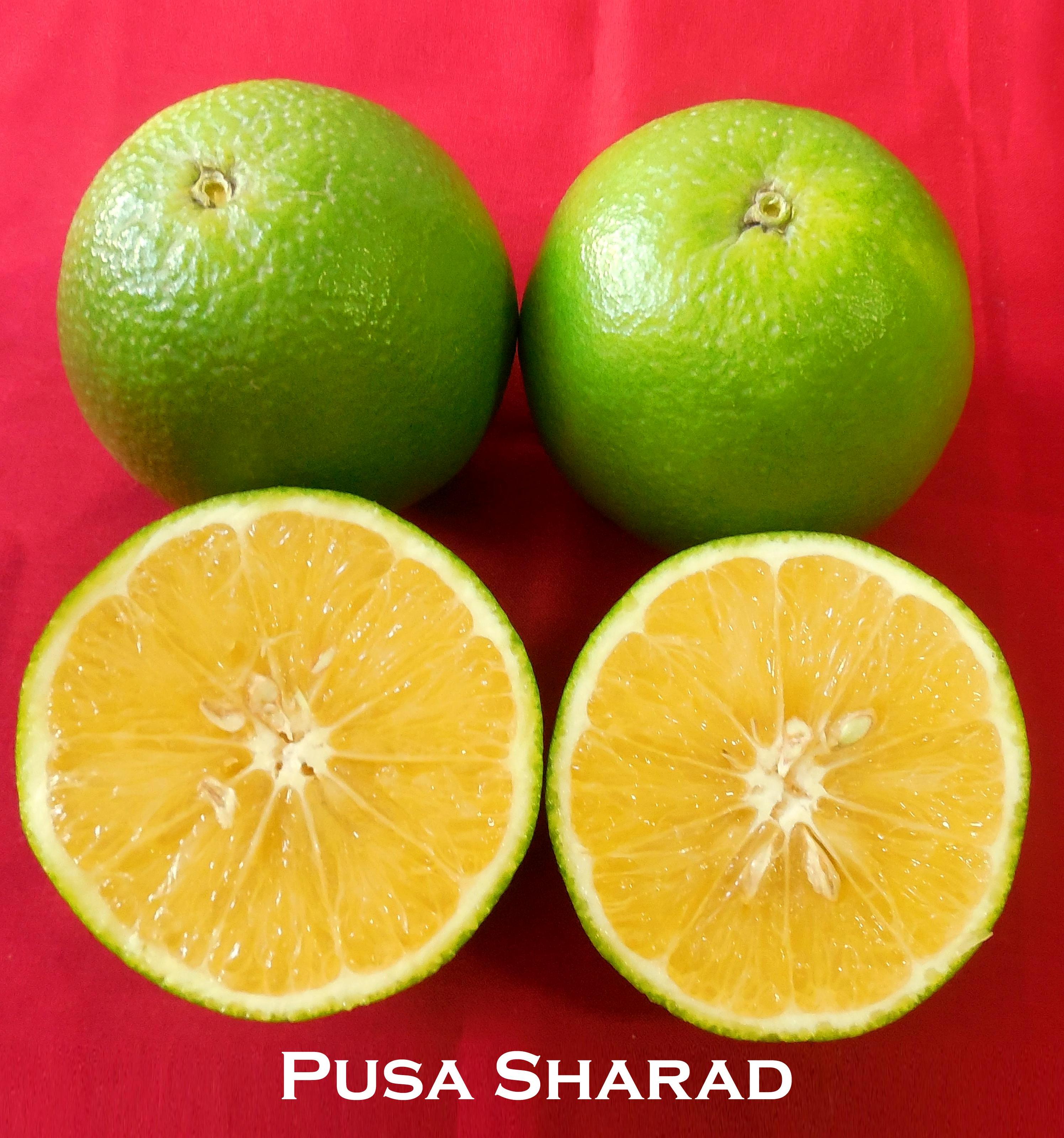 Pusa Sharad