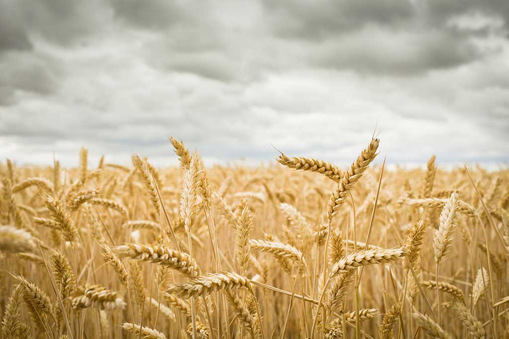 School of Crop Protection