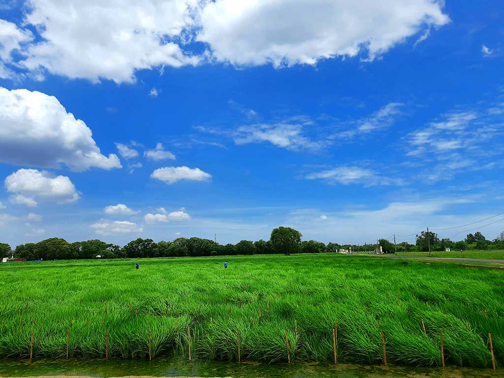 Welcome to ICAR-Indian Agricultural Research Institute
