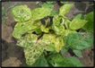 Disease Photo 1